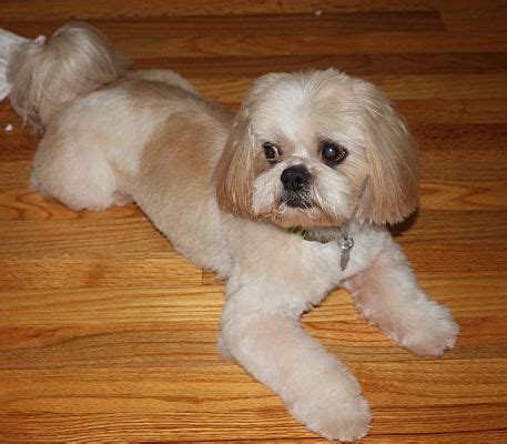 Discover the earth's wildlife through interactive and educational experiences. Jacksonville, FL - Shih Tzu. Meet Theo a Pet for Adoption.