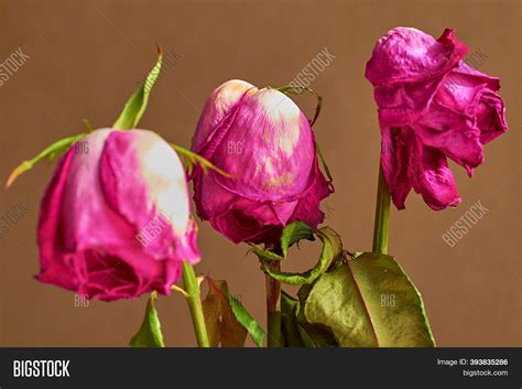 Three Faded Red Roses Image And Photo Free Trial Bigstock