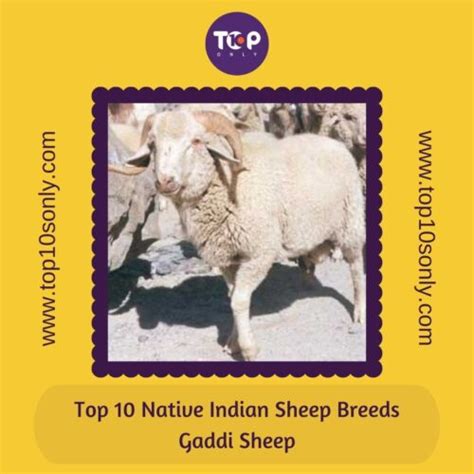 Top 10 Best Native Indian Sheep Breeds Top 10s Only