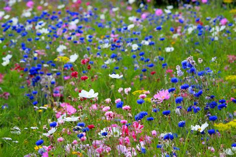Wild Flowers Free Stock Photo Public Domain Pictures