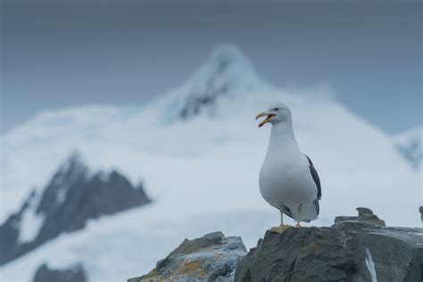 The Ultimate Guide To Animals In Antarctica