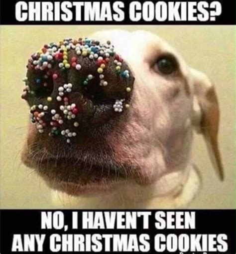 All these contributed much to the lives of netizens. 50+ Funny Animal Memes 2019 to Break Your Jaws With Laughter