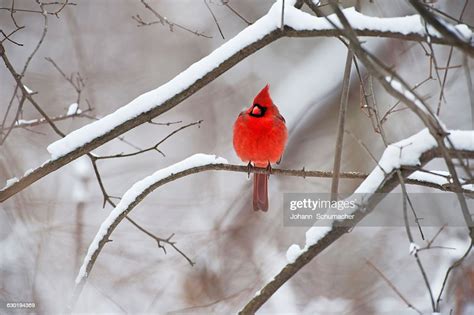 Male Northern Cardinal In Winter High Res Stock Photo Getty Images