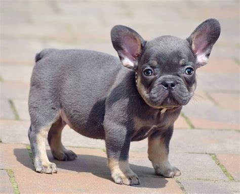 What health issues are related to the french bulldog tail? French Bulldog Tail Pocket Infection! How To Heal It ...