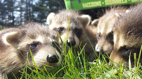 They are not only fast runners and great climbers, but also smart creatures. How To Keep Raccoons Out of Your Garden