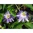 Purple Flowers Of Passion Flower  Nature Photo Gallery