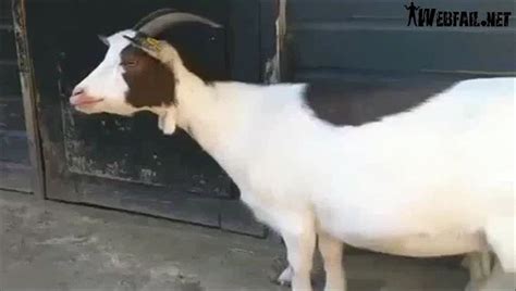 Gay Goat Broken Goat Video Dailymotion