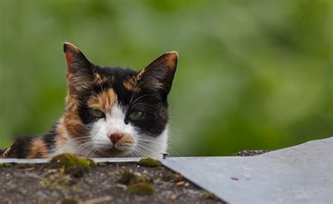 Calico Cats Facts Genetics Temperament And Types Petmoo