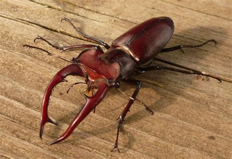 Giant Stag Beetle Identification Life Cycle Facts And Pictures