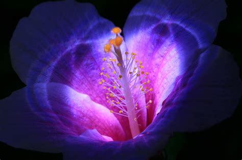 Flowers That Bloom At Night Beautiful Flowers Wallpapers