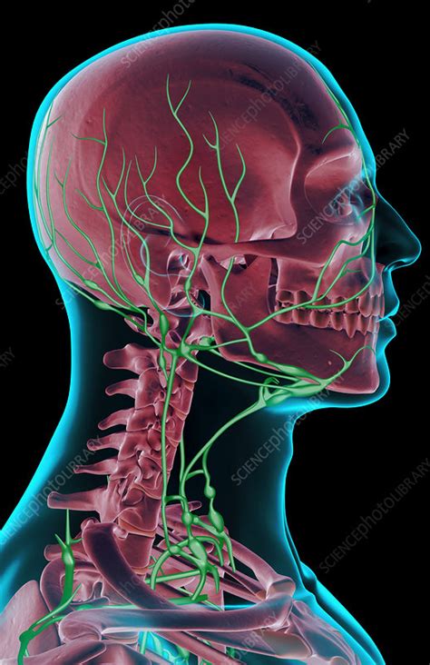 The Lymph Supply Of The Head Neck And Face Stock Image F