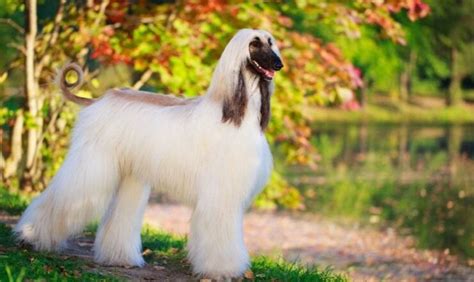 5 Most Expensive Dogs Breeds To Buy And Own Star Two