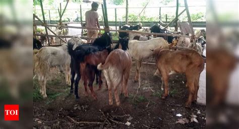 Navi Mumbai Goats Illegally Kept Under City Flyovers For Bakrid Navi Mumbai News Times Of India
