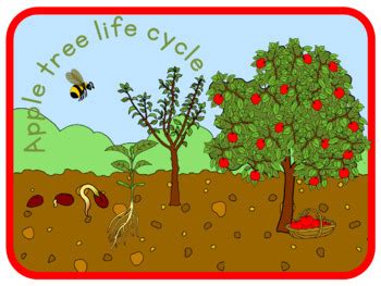 Learn about the life cycle of an apple with the apple tree life cycle worksheet. Apple tree life cycle poster by Little Blue Orange | TpT