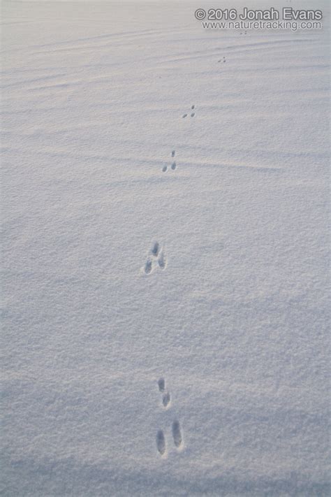 Identifying Animal Tracks In Snow 5 Common Backyard Species