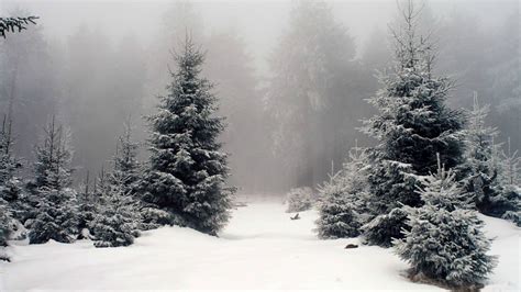 Wallpaper Forest Snow Winter Branch Frost Spruce Fir Freezing