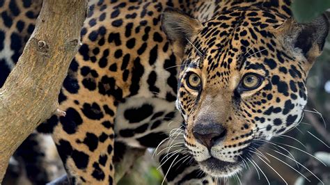 El Jaguar Está En Peligro En Panamá Advierte Sempris Bayano Digital