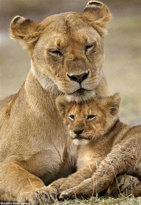 Lioness And Cub Lioness And Cubs Wild Cats Lion Cub