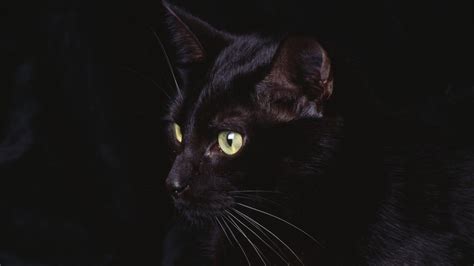 Black Cat Wallpapers Wallpaper Cave