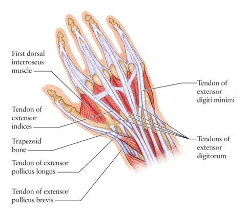 Diagram Of Anatomy Of Left Hand