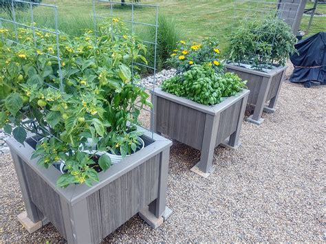 Vegetable Gardening In Buckets Fasci Garden