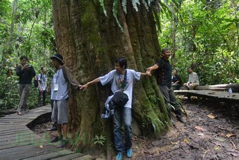 Indonesia Pemilik Salah Satu Pohon Terbesar Dunia Info Publik My Xxx