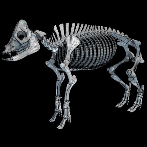 3d Animal Skeletons Models 3d Horse