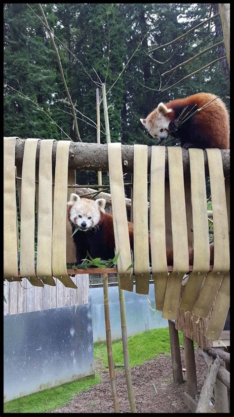 Red Pandas At The Sequoia Park Zoo Nibble On Browse Placed Throughout