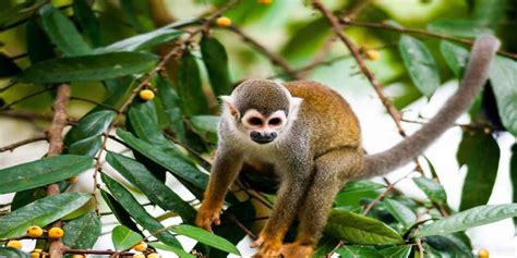 Cuyabeno Wildlife Reserve Ecuador Travel Guide Adventure Planetandes