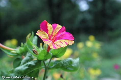 Check spelling or type a new query. Four Oclock Limelight/Mixed Mirabilis jalapa Growing ...
