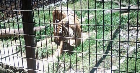 Zoológico Virtual Do Koba Tigre