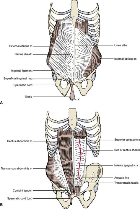 Maybe you would like to learn more about one of these? 4: The Abdomen, Pelvis, and Perineum | Pocket Dentistry