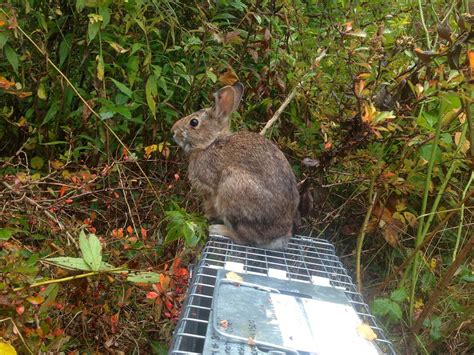 New England Cottontail Research In New York Flickr