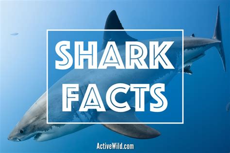 Fun Facts On Sharks Shark Facts Information And Pictures
