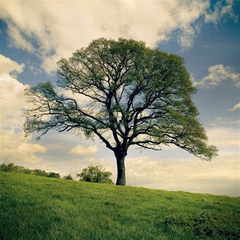18 Naturally Beautiful Photos Of Trees World Inside Pictures