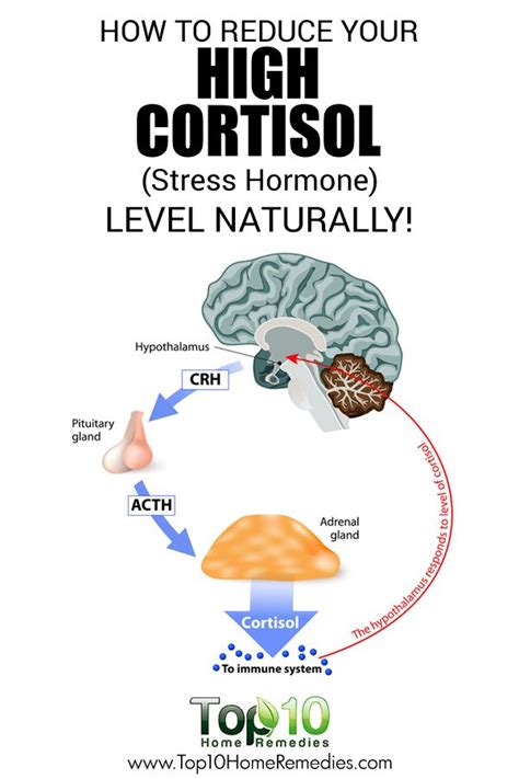 How To Reduce Your High Cortisol Stress Hormone Level Naturally With