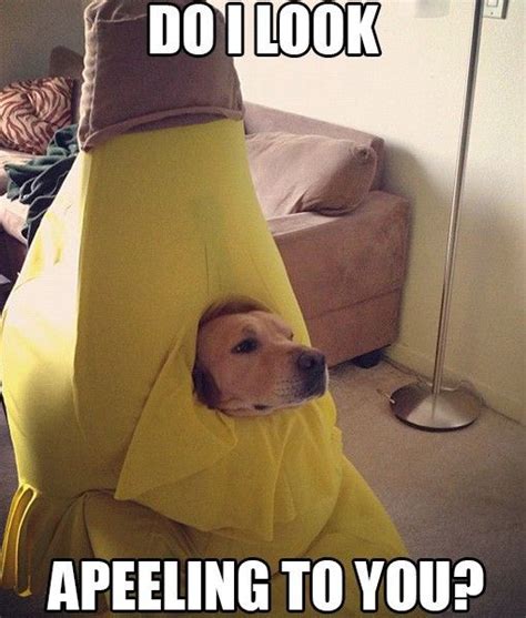 Best Halloween Dogs In Costume Funny Dog Memes Dog Memes Funny