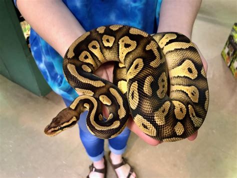 Pastel Enchi Ball Python