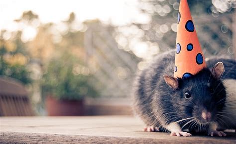 Happy Birthday Mouse Black Rat Animales Mascotas Happy Mouse