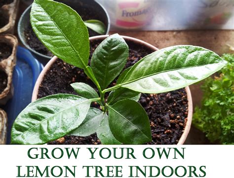 How To Grow Lemon Tree From Seed Indoors