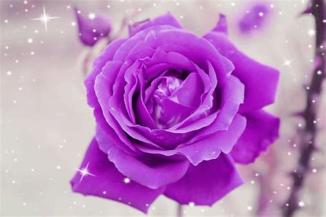 Meaning Of Purple Roses And Lavender Roses Pictures Flower Glossary