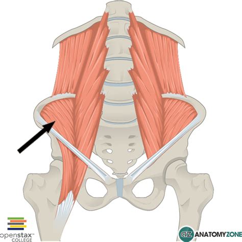 Iliacus Muscle Anatomyzone