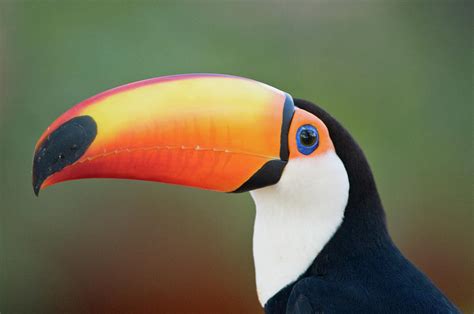 Close Up Of A Toco Toucan Ramphastos Photograph By Animal Images Pixels