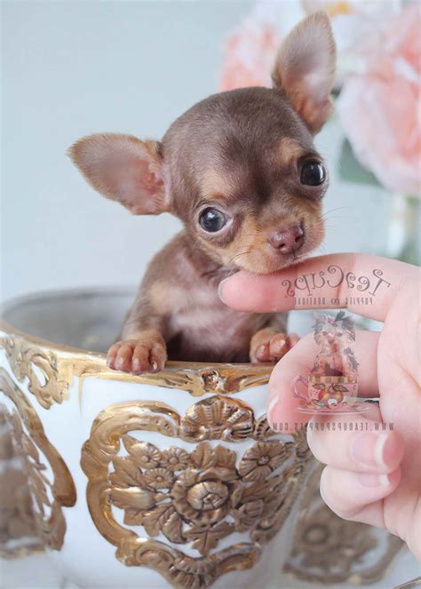 Applehead Chihuahua For Sale In Florida Petsidi