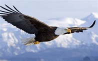 The American bald eagle (Haliaeetus Leucocephalus) | PRINCE GEORGE'S ...
