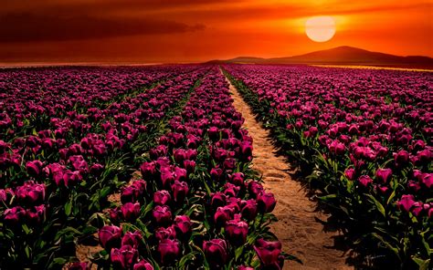 Tulip Field At Sunset Hd Wallpaper Background Image 2560x1600