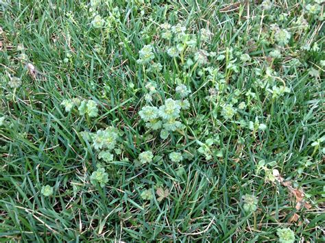 When To Treat Your Lawn For Weeds
