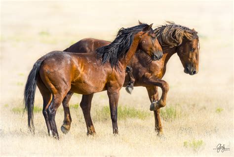 Wild Horses Fighting Onaqui Herd Photography Of Wild Horses