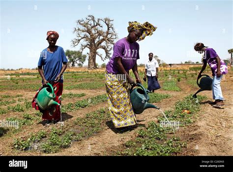 Senegal Woman Agriculture Hi Res Stock Photography And Images Alamy