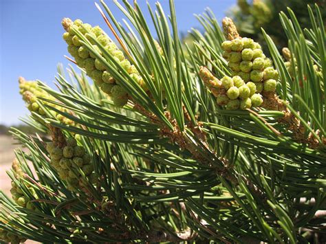 New Mexico State Tree Piñon Pine